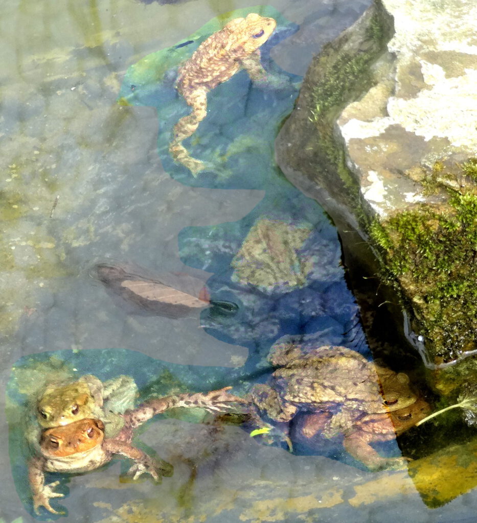 Das Bild zeigt Kröten in ihrem Geburtsteich auf dem Vereinsgelände.